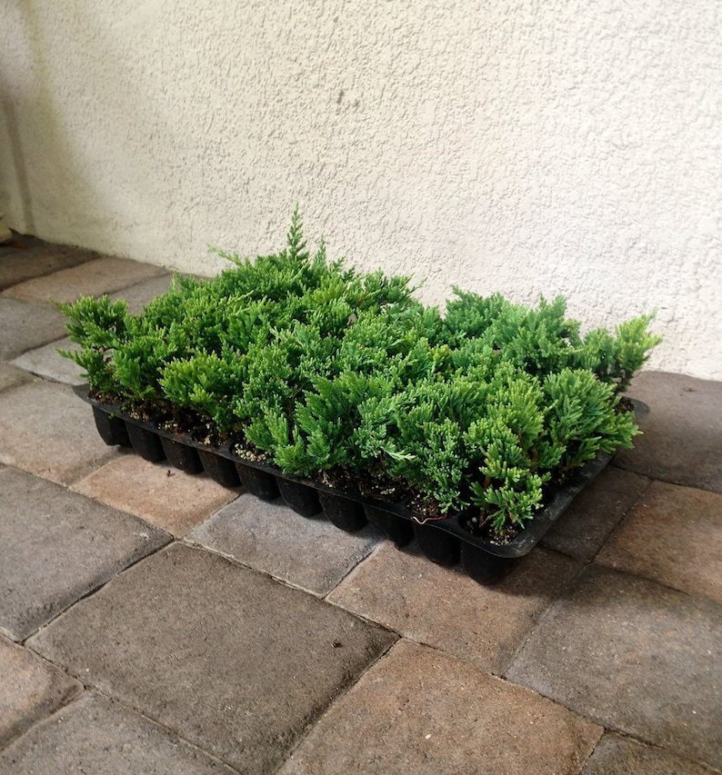 BASQUEStore | (30 plant) Blue Rug Juniper