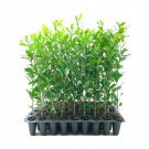 BASQUEStore | (10 plant) Southern Live Oak Tree | Quercus Virginiana | Live Plants | Durable Picture