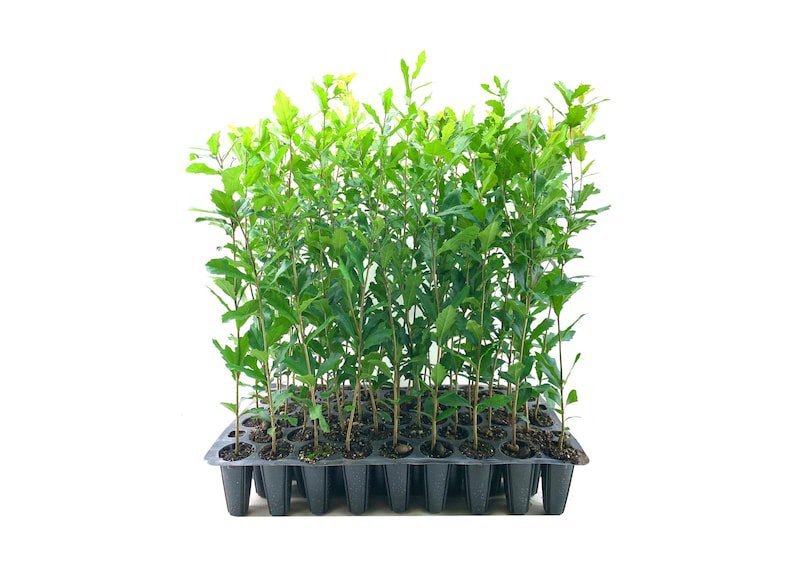 BASQUEStore | (40 plant) Southern Live Oak Tree | Quercus Virginiana | Live Plants | Durable Picture