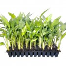 BASQUEStore | (3 plant) Yellow Bird of Paradise | Live Plants | Mandela's Gold | Strelitzia Reginae
