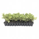 BASQUEStore | (30 plant) Variegated Pittosporum | Live Plants | Pittosporum Tobria Variegatum | Ever