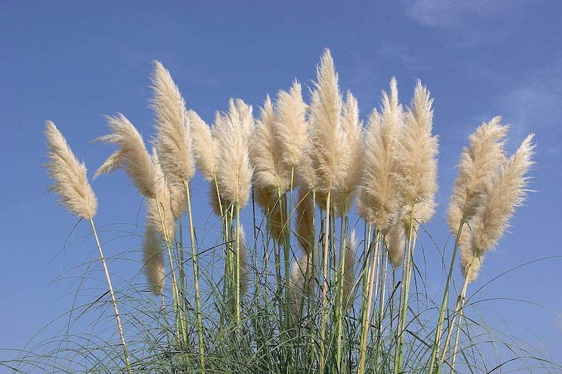 BASQUEStore | (20 plant) Pampas Grass | Cortaderia Selloana | Live Plants | Flowering Ornamental Fol