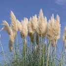 BASQUEStore | (20 plant) Pampas Grass | Cortaderia Selloana | Live Plants | Flowering Ornamental Fol