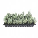 BASQUEStore | (3 plant) Moonglow Juniper Juniperus Scopulorum | Live Plants | Drought Tolerant Cold