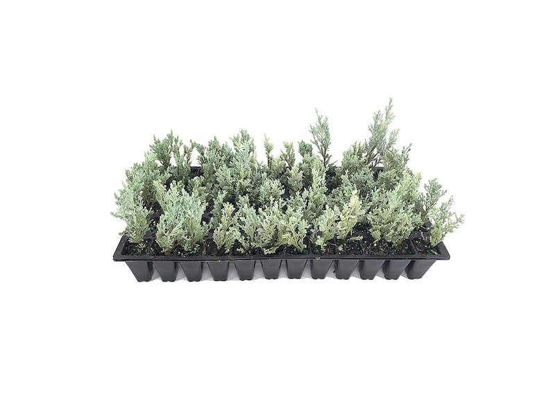 BASQUEStore | (20 plant) Moonglow Juniper Juniperus Scopulorum | Live Plants | Drought Tolerant Cold