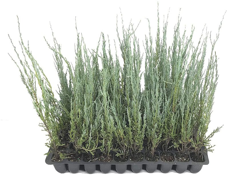 BASQUEStore | Blue Arrow Juniper | Live Trees By Florida Foliage Large Gallon Size