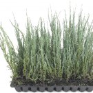 BASQUEStore | Blue Arrow Juniper | Live Trees By Florida Foliage Large Gallon Size
