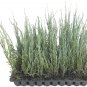 BASQUEStore | Blue Arrow Juniper | Live Trees By Florida Foliage Large Gallon Size