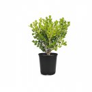 BASQUEStore | (1 plant) Japanese Boxwood | Live 4 Inch Pots | Buxus Microphylla | Formal Evergreen L