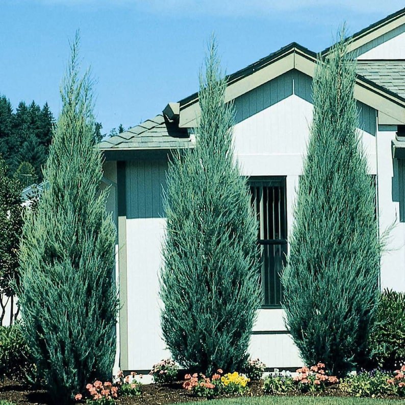 BASQUEStore | Skyrocket Juniper Gallon SIze | 1 Live Trees By Florida Foliage