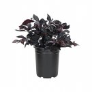 BASQUEStore | (10 plant) Loropetalum Carolina Midnight | Live Quart Size Plants | Chinensis Rubrum |
