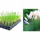 BASQUEStore | (10 plant) Dwarf Pampas Grass | Live Plants | Cortaderia Selloana Pumila | Compact Low