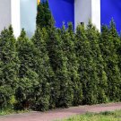BASQUEStore | (10 tree) Thuja Arborvitae Blue Cone | Live Quart Size Trees | Evergreen Privacy Scree