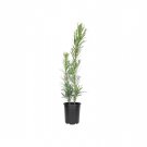 BASQUEStore | ( 12 plant) Podocarpus Macrophyllus Dwarf Pringles | Live Quart Size Plant | Dense Eve