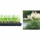 BASQUEStore | (3 plant) Pampas Grass Blue Bayou | Live Plants | Cortaderia Selloana | Dwarf Low Main