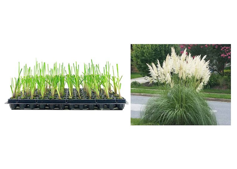 (30 plant) Pampas Grass Blue Bayou | Live Plants | Cortaderia Selloana