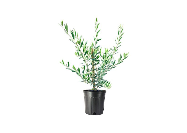 (1 tree) Arbequina Olive Tree