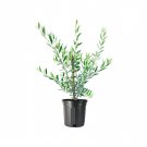 (1 tree) Arbequina Olive Tree