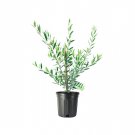 (1 tree) Arbequina Olive Tree | Beautiful Live Plant By Florida Foliage