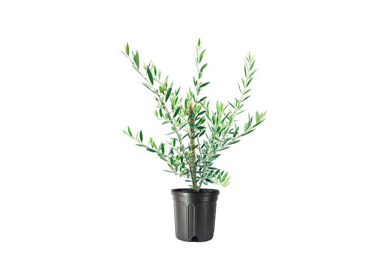 (3 tree) Arbequina Olive Tree | Beautiful Live Plant By Florida Foliage