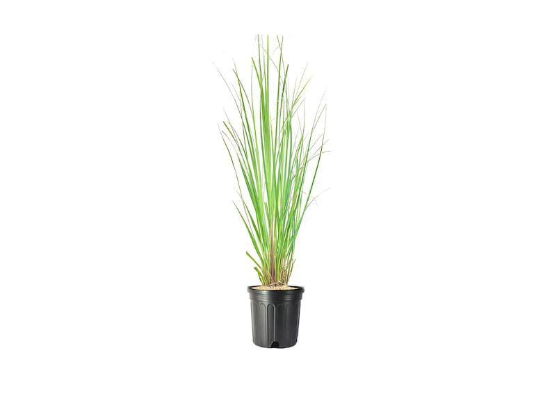 BASQUEStore | (3 tree) Pampas Grass | Cortaderia Selloana | Live Large Gallon Size Plants | Flowerin