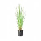 BASQUEStore | (3 tree) Pampas Grass | Cortaderia Selloana | Live Large Gallon Size Plants | Flowerin