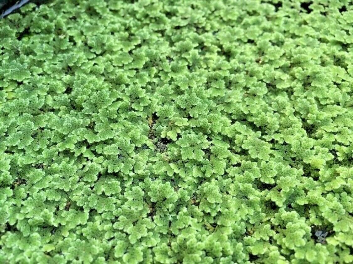 BUY 2 GET 1 FREE Azolla Filiculoides Fairy Moss Live Aquarium Floating Plants &acirc;��
