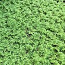 BUY 2 GET 1 FREE Azolla Filiculoides Fairy Moss Live Aquarium Floating Plants ✅
