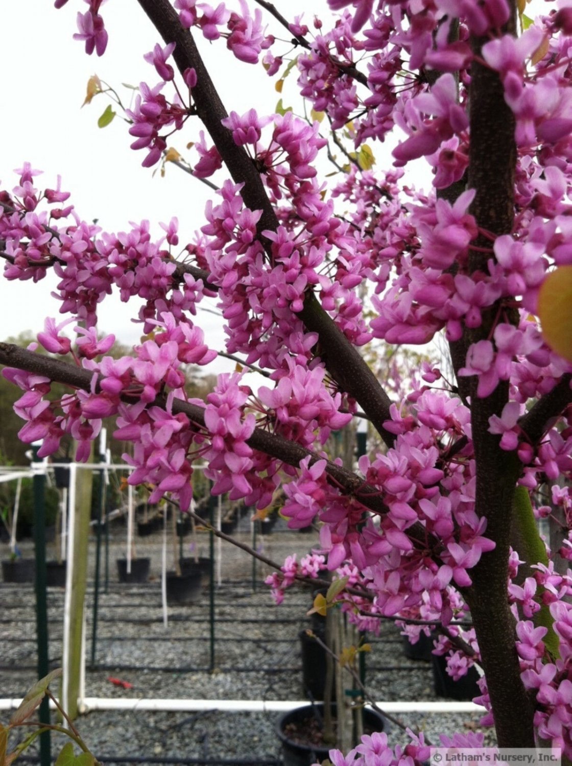 Eastern Redbud tree (Cercis canadensis) 1-2 year old plant