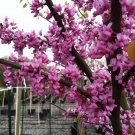 Eastern Redbud tree (Cercis canadensis) 1-2 year old plant