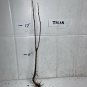 Tilia Americana tree, 1 year old (American basswood) bare root