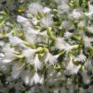 BACCHARIS HALIMIFOLIA - Groundsel tree, 1-2 year old plant, Bare root