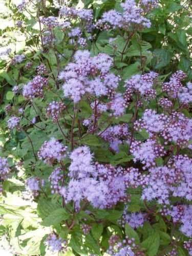 100 MISTFLOWER Hardy Ageratum Eupatorium Coelestinum Blue Purple Flower Seeds