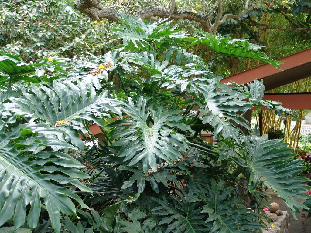 15 Lacy TREE PHILODENDRON Split Leaf Cut-leaf Selloum House Plant Flower Seeds