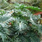 15 Lacy TREE PHILODENDRON Split Leaf Cut-leaf Selloum House Plant Flower Seeds