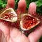 100 ANNATTO TREE Lipstick Plant Evergreen Flower Seeds