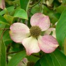 5 PINK DOGWOOD Cornus Capitata Angustata Kousa Ornamental Flowering Tree Seeds