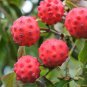 5 PINK DOGWOOD Cornus Capitata Angustata Kousa Ornamental Flowering Tree Seeds