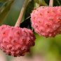5 PINK DOGWOOD Cornus Capitata Angustata Kousa Ornamental Flowering Tree Seeds