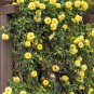5 YELLOW CLIMBING ROSE Rosa Bush Vine Climber Fragrant Butterfly Flower Seeds