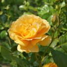 5 YELLOW CLIMBING ROSE Rosa Bush Vine Climber Fragrant Butterfly Flower Seeds