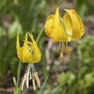 10 YELLOW GLACIER LILY Erythronium Grandiflorum Avalanche Dogtooth Flower Seeds