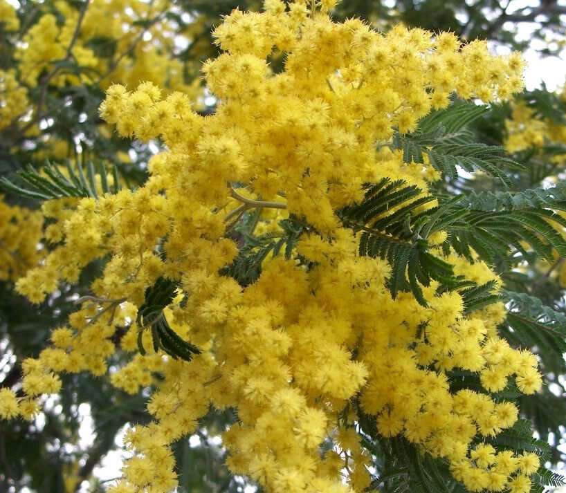 10 GOLDEN MIMOSA Acacia Baileyana Yellow Wattle Tree Flower Seeds
