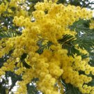 10 GOLDEN MIMOSA Acacia Baileyana Yellow Wattle Tree Flower Seeds