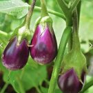 Lot of 3 BLACK BEAUTY EGGPLANT LIVE PLANTS 5+ inches 60+ days TALONG AUBERGINE
