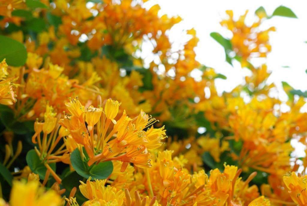 LONICERA 'MANDARIN' - HONEYSUCKLE VINE -PLANT - APPROX 8-12 INCH