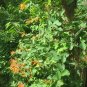 LONICERA 'MANDARIN' - HONEYSUCKLE VINE -PLANT - APPROX 8-12 INCH