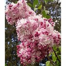 SYRINGA X HYACINTHFLORA 'SWEETHEART'- LILAC- PLANT- APPROX 7-10 INCH