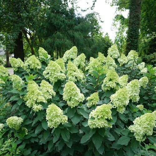 HYDRANGEA PANICULATA 'LIMELIGHT' -PLANT-APPROX 8-12 INCH - DORMANT