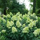 HYDRANGEA PANICULATA 'LIMELIGHT' -PLANT-APPROX 8-12 INCH - DORMANT